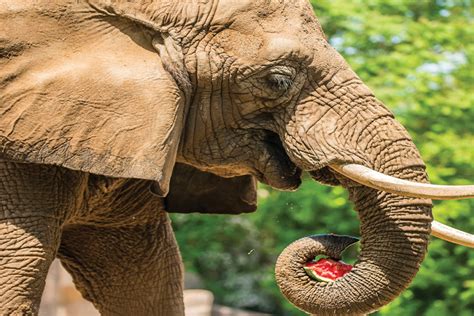 How Are the Animals at the Milwaukee County Zoo?