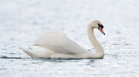 Spiritual Meanings and Symbolism Of Swan - SacredSymbo