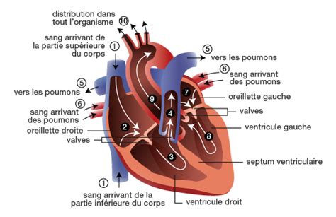 Fonctionnement du cœur - Service de cardiologie - CHUV