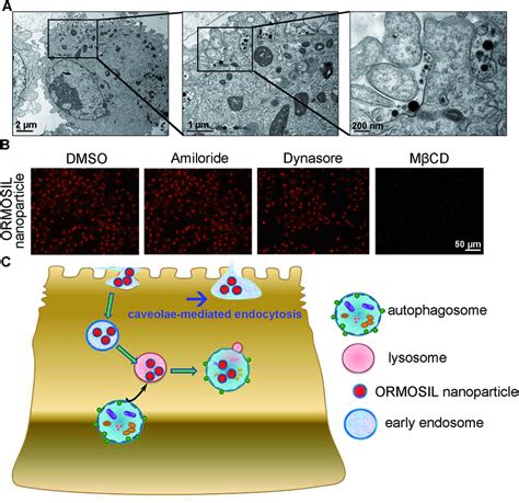 Caveolae-mediated endocytosis is involved in ORMOSIL NPs cellular ...