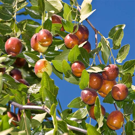 Li Jujube Tree | Gurney's Seed & Nursery Co.