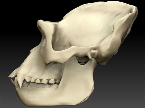 Ape Skull Scan 3D model | CGTrader