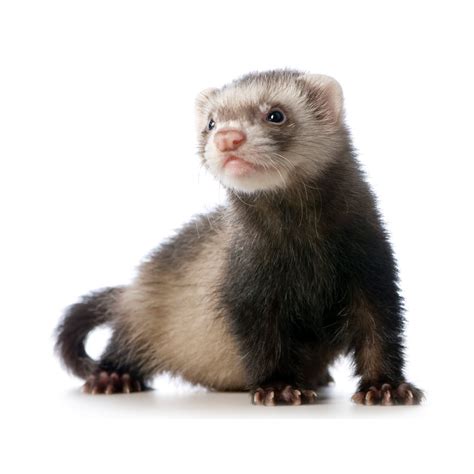 Petco Ferret: Playful & Intelligent Small Animal Companion