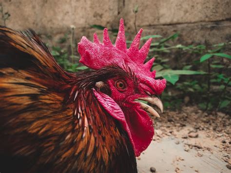 Close-Up Shot of a Rooster · Free Stock Photo