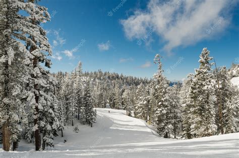 Free Photo | Breathtaking scenery of a snowy forest full of firs under ...