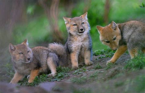 Cute Baby Tibetan Sand Foxes