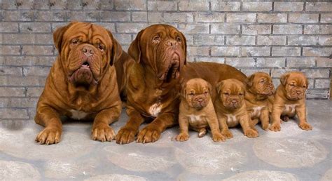 French Mastiff Puppies For Adoption