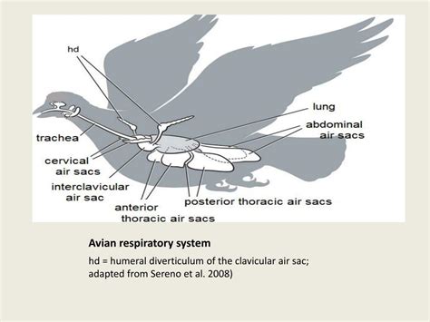 PPT - The avian respiratory system PowerPoint Presentation, free ...