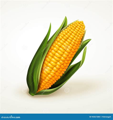 Corn Realistic Illustration Stock Vector - Illustration of food ...