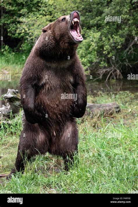 Grizzly Bear Standing Up And Roaring Drawing