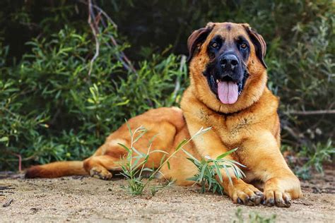 German Shepherd and Mastiff: Everything You Need to Know About the Mix - A-Z Animals