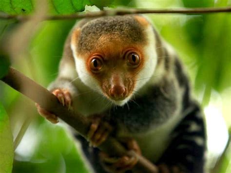 Spotted Cuscus in Raja Ampat - Raja Ampat Biodiversity Eco Resort