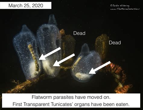 Tunicates | The Marine Detective