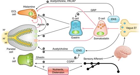 Figure 5 from The Physiology of the Gastric Parietal Cell | Semantic Scholar