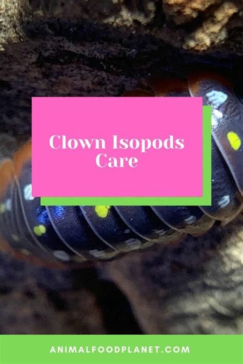 Clown Isopods Care — #1 Best Care Guide