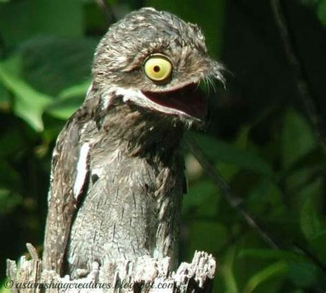 Scary Bird Images
