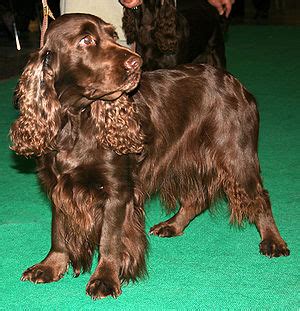 Field Spaniel – Wikipedia