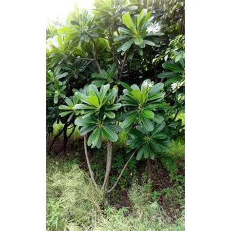 Plumeria Alba Plant at Rs 450/piece | बेर का पौधा in Agra | ID: 13675257797