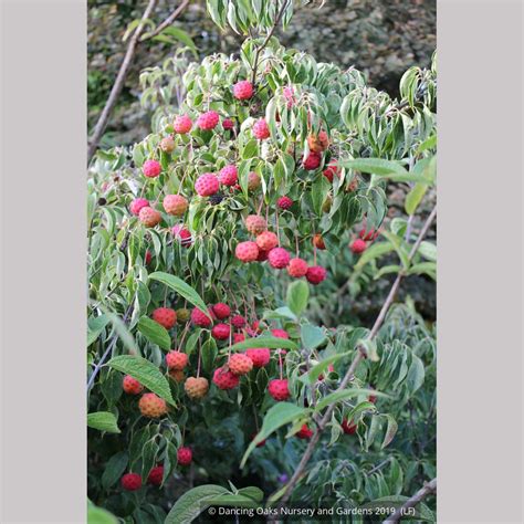 Cornus kousa 'Milky Way', Kousa Dogwood, No shipping FL – Dancing Oaks ...