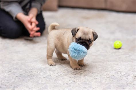 How Much Does A Baby Pug Cost