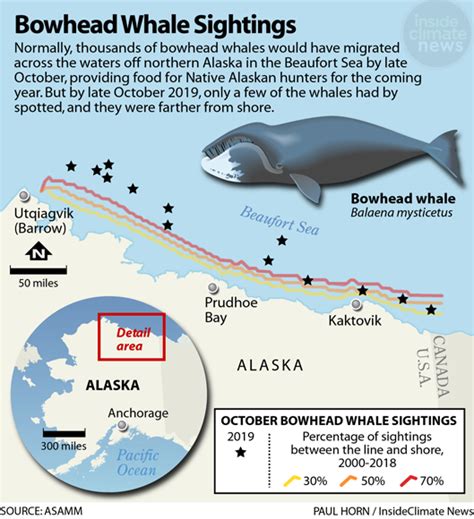 Alaska’s Big Whale Mystery: Where Are the Bowheads? - Inside Climate News