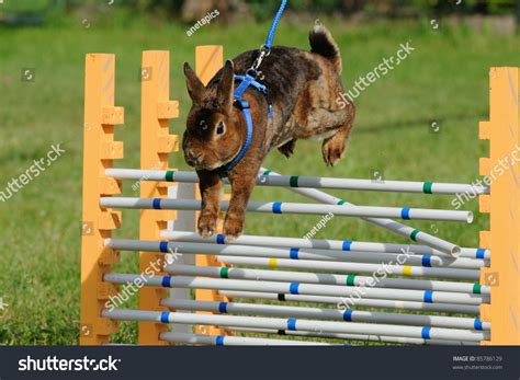 Rabbits Jump Competition Rabbithop Rabbit Hop Stock Photo (Edit Now ...