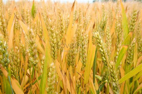 Ripe Wheat Picture And HD Photos | Free Download On Lovepik