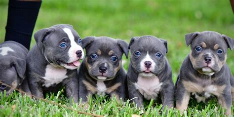 THE EXTREME POCKET BULLY PUPPIES OF VENOMLINE- AMERICAN BULLY BREEDERS | by BULLY KING Magazine ...