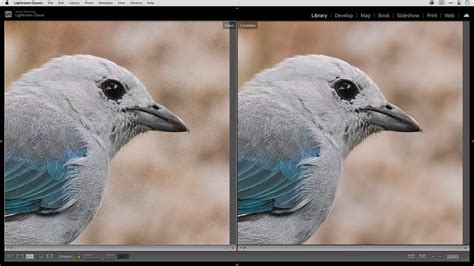 Photo Editing Workflow 01 using Adobe Lightroom Classic, DeNoise AI, Sharpen AI, and Gigapixel ...