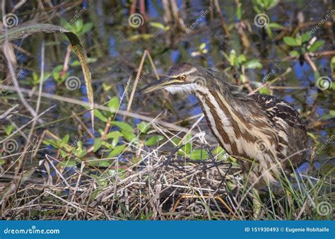 American Bittern Bird Fishing Stock Image - Image of camoflaged ...