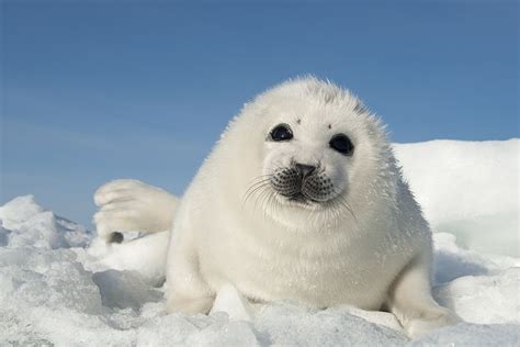 Home | Daisy Gilardini - Extreme Wildlife Photographer | Cute animals, Cute baby animals, Cute seals