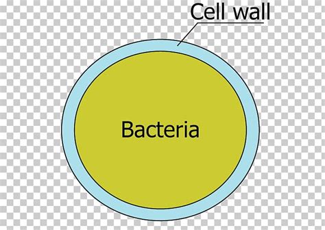 Cell Wall Bacterial Cell Structure Flagellum PNG, Clipart, Angle, Area ...