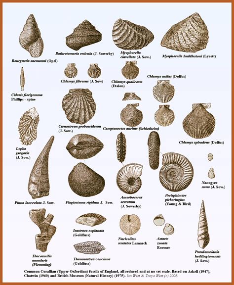 Alfa img - Showing > Shell Fossils Identification