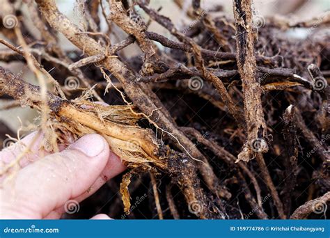 Foot And Root Rot Which Fungus Is Causing The Problem On Tree Stock ...