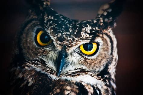 Night Owls: The Benefits of Working at Night - Shutterstock Blog