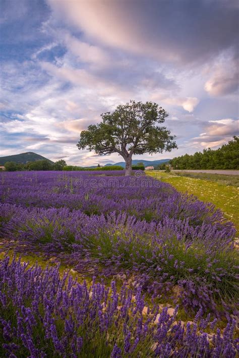 Lavender Fields Surround a Lone Tree in Southern France Stock Photo ...