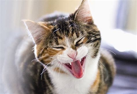 Common Pet Emergencies | PetMD