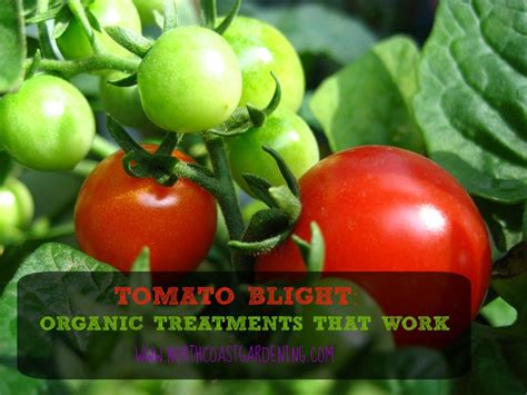 Tomato Blight: Organic Treatment for Early and Late Blight