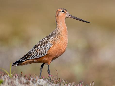 Barge rousse - eBird