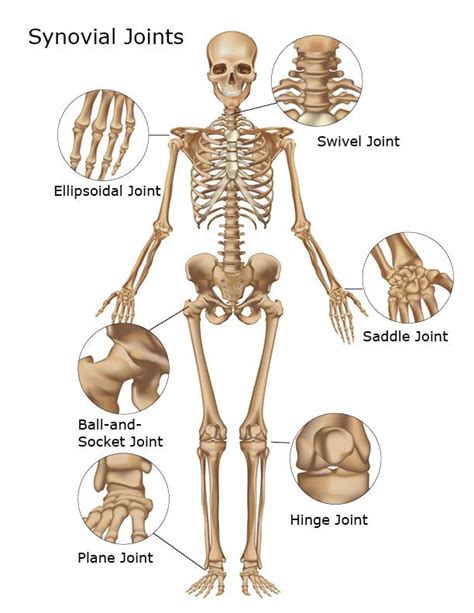 Where Are Synovial Joints Found | Synovial Joints of the Skeletal ...