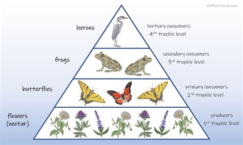 Food Chain and Food Webs explained