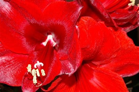 Free Images : flower, petal, bloom, cup, pollen, spring, red, flora, onion, houseplant, flowers ...