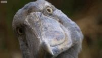 Shoebill GIFs - Get the best gif on GIFER