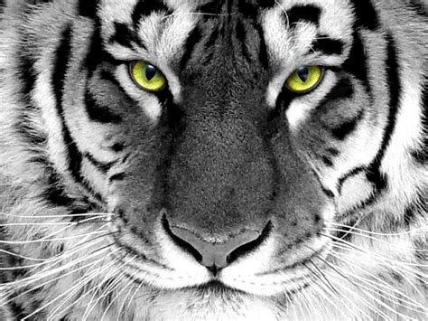 Snow Tiger Wallpapers - Wallpaper Cave