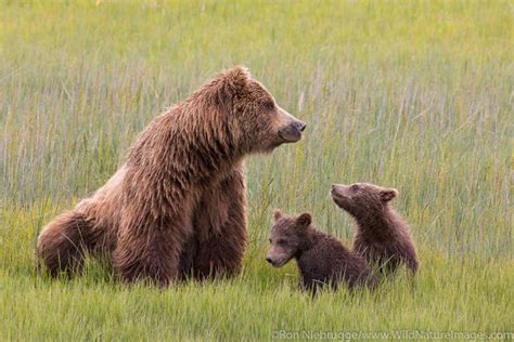 Grizzly Bear Sow with Cubs | Ron Niebrugge Photography