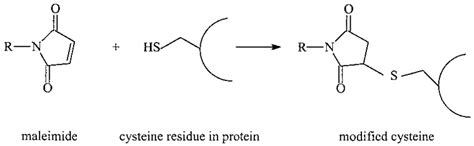 Reaction of a thiol with a maleimide. | Download Scientific Diagram