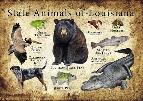 Louisiana State Animals Poster Print | Etsy in 2021 | Animal posters ...