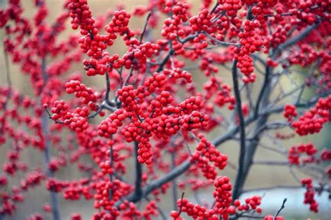 Attractive Deciduous Shrubs and Trees with Red Fruits and Berries