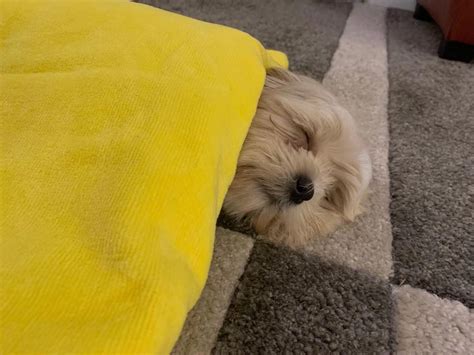 Smol midday nap : r/aww