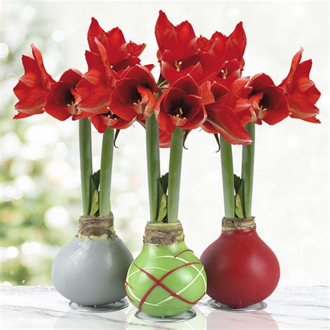 Waxed Amaryllis | Holiday Gifts | No Soil or Water Required